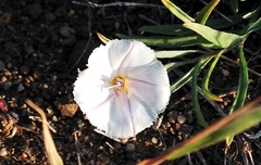 Convolvulus ammannii