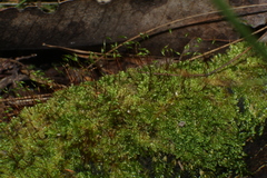 Hypnum cupressiforme filiforme