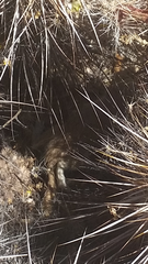 Ammospermophilus harrisii