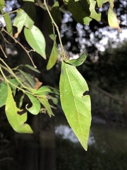 Cryptocarya triplinervis triplinervis