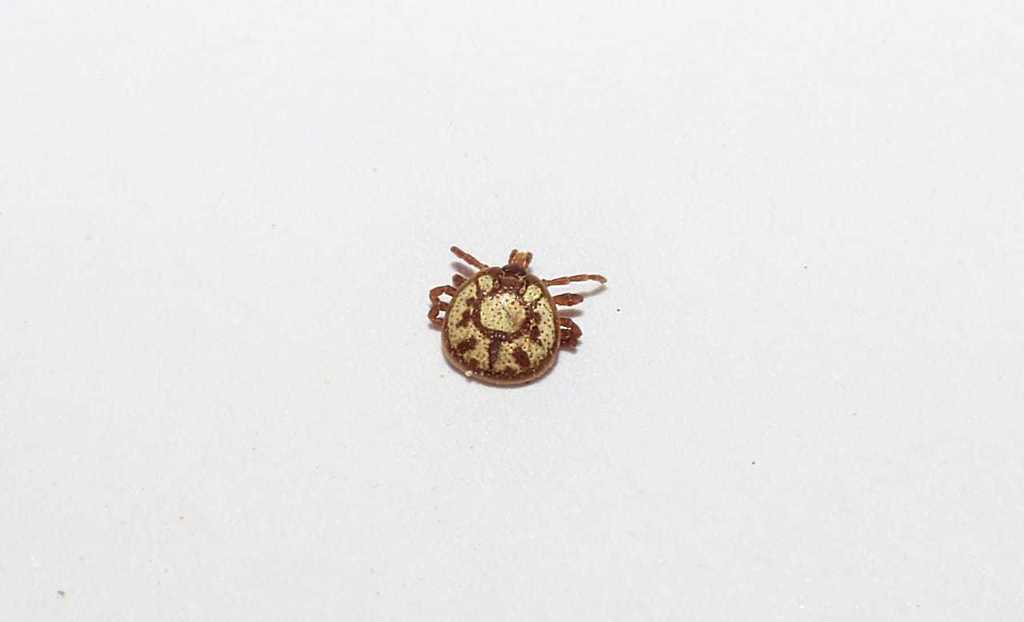 Amblyomma gervaisi