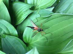 Tanyptera atrata