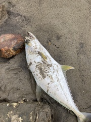 Scomberoides commersonnianus