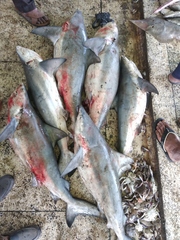 Carcharhinus amboinensis