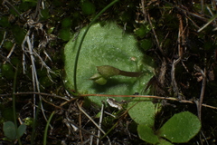 Cyrtostylis robusta