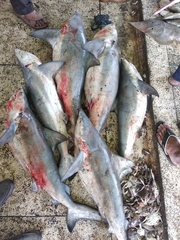 Carcharhinus amboinensis