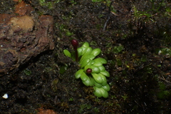 Utricularia menziesii