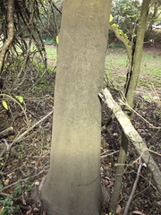 Cryptocarya triplinervis triplinervis