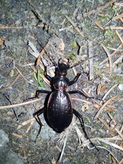 Carabus depressus