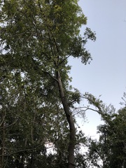 Cryptocarya triplinervis triplinervis