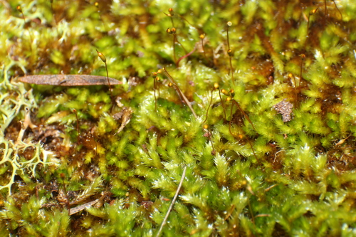 Sematophyllum