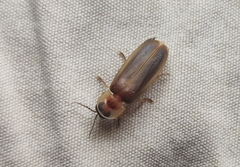 Lampyris germariensis