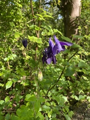Aquilegia atrata