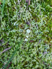 Cladonia humilis