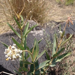 Asclepias glaucescens