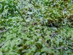 Cladonia humilis