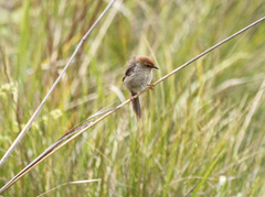 Cisticola lais