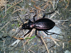 Carabus depressus