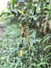 Nephila pilipes