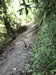 Nephila pilipes
