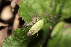 Calocoris