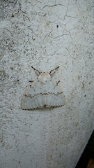 Lymantria xylina
