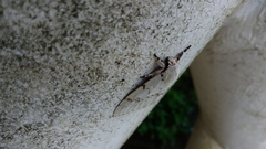 Lymantria xylina