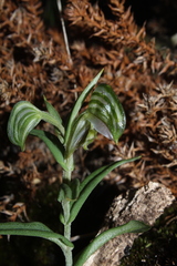 Pterostylis vittata