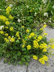 Barbarea vulgaris