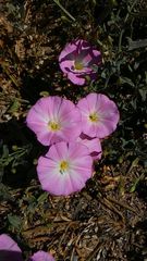 Convolvulus chinensis