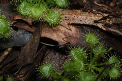 Drosera modesta