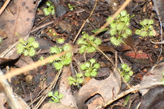 Drosera modesta