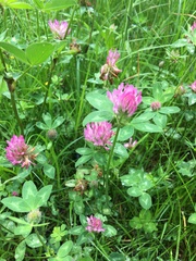 Trifolium pratense