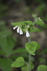 Symphytum tauricum