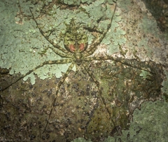 Tamopsis brisbanensis