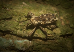 Poropterus angustatus
