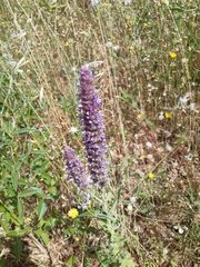 Nepeta tuberosa