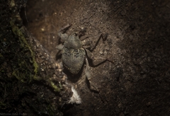 Onidistus araneus