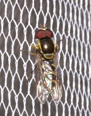 Allograpta terraenovae