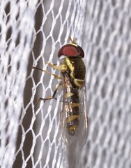 Allograpta terraenovae