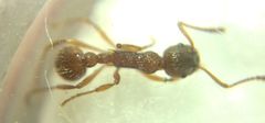 Myrmica ruginodis