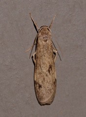 Graphosia stenopepla