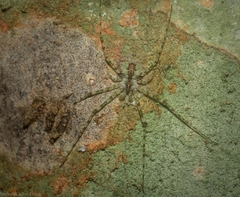 Tamopsis tweedensis