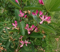 Lonicera