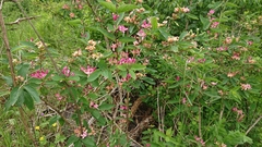 Lonicera