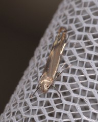 Thiotricha atractodes