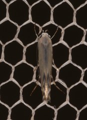 Thiotricha atractodes