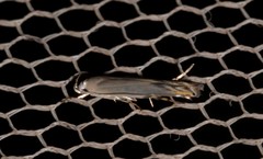 Thiotricha atractodes