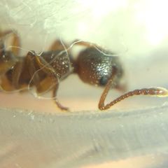 Myrmica ruginodis