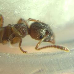 Myrmica ruginodis